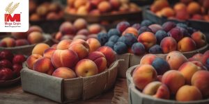 Buy organic apricots in bulk