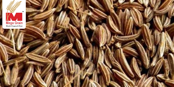 Caraway Seeds: Elevating Spice Excellence Caraway Seeds: Elevating Spice Excellence