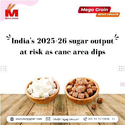 India's 2025-26 sugar output at risk as cane area dips