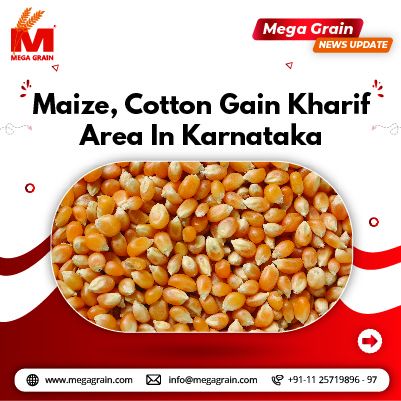 Maize, cotton gain kharif area in Karnataka