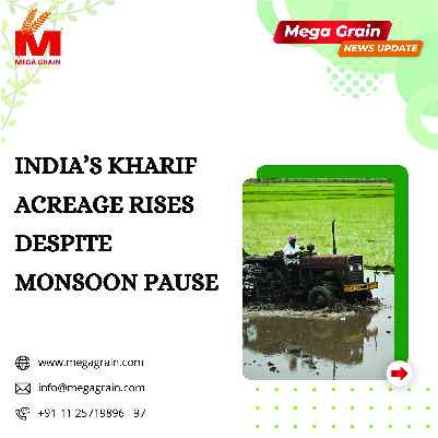 India’s Kharif Acreage Rises Despite Monsoon Pause
