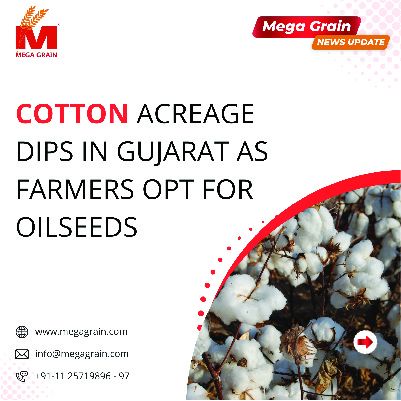Cotton acreage dips in Gujarat as farmers opt for oilseeds
