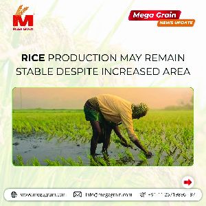 Rice Production May Remain Stable Despite Increased Area