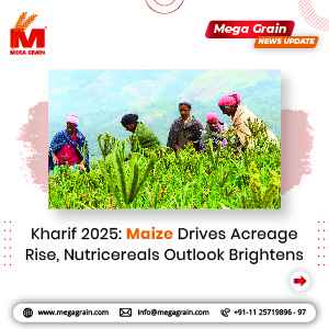Kharif 2025: Maize drives acreage rise, nutricereals outlook brightens