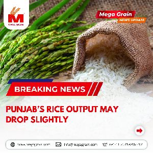 Punjab’s rice output may drop slightly