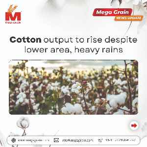 Cotton output likely to be higher despite decline in area, excess rain