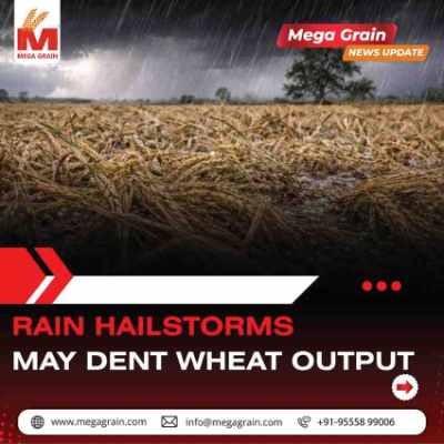 Unseasonal Rain & Hailstorms Impact Wheat Production