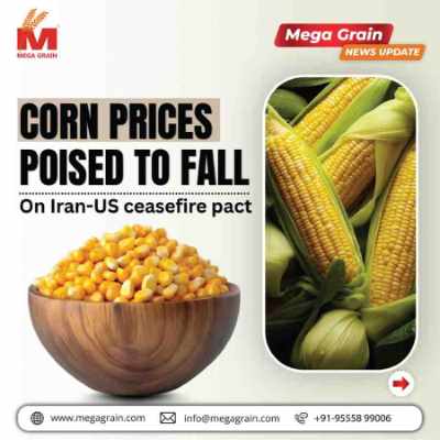 Global Corn Prices Likely to Decline Amid Iran&ndash;US Ceasefire Developments