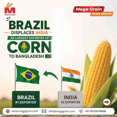 Brazil Surpasses India as Top Corn Exporter to Bangladesh