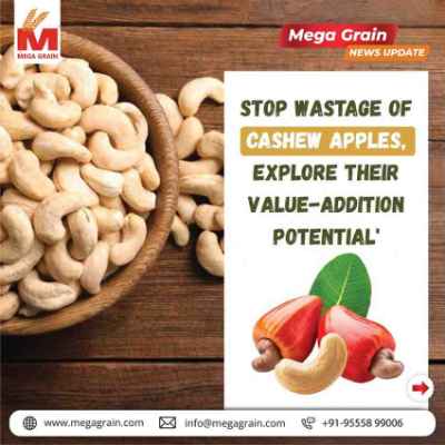 India Urged To Reduce Cashew Apple Wastage & Boost Value-Added Products