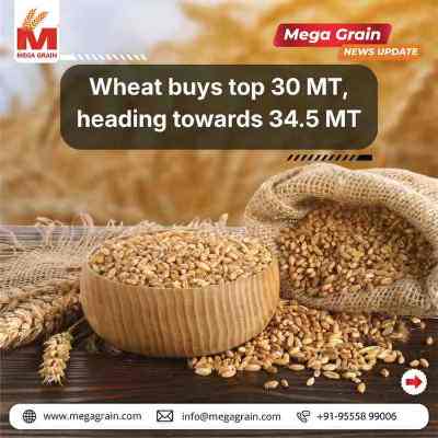 India&rsquo;s Wheat Procurement Crosses 30 Million Tonnes