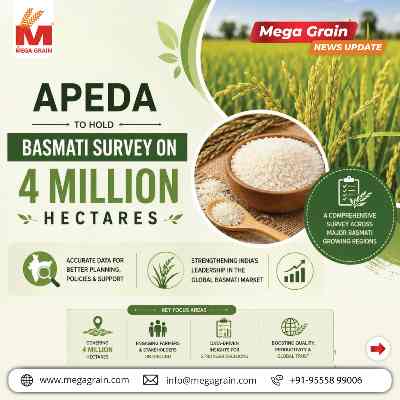 APEDA Launches AI-Based Basmati Survey Across 4 Million Hectares
