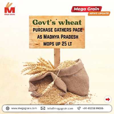 Government Wheat Procurement Surges as Madhya Pradesh Leads Growth