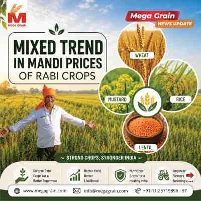 Mixed Trend in Mandi Prices of Key Rabi Crops During Harvest Season