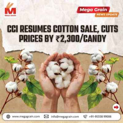 CCI Resumes Cotton Sales, Slashes Prices by ₹2,300 per Candy