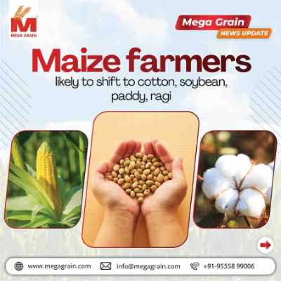 Maize Farmers Expected to Shift to Cotton, Soybean, Paddy, and Ragi in Kharif 2026