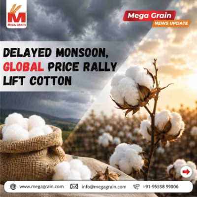 📈 Delayed Monsoon and Global Rally Push Cotton Prices Higher
