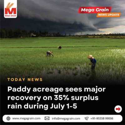 35% Surplus Rainfall Accelerates Paddy Sowing, Boosting India's Kharif Crop Outlook