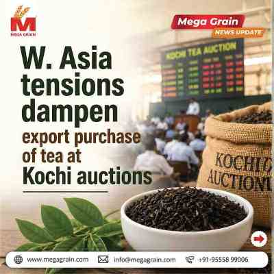 West Asia Tensions Slow Tea Export Demand at Kochi Auctions