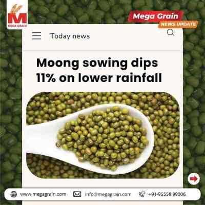 Moong Sowing Drops 11% Amid Delayed Rainfall, Farmer Confidence Remains Strong