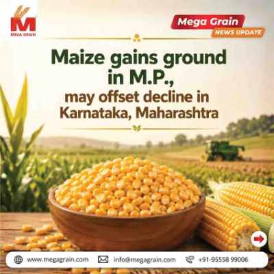 Madhya Pradesh Boosts Maize Sowing, Offsetting Declines in Karnataka & Maharashtra