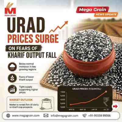 Urad Prices Surge as Kharif Output Concerns Tighten Supply
