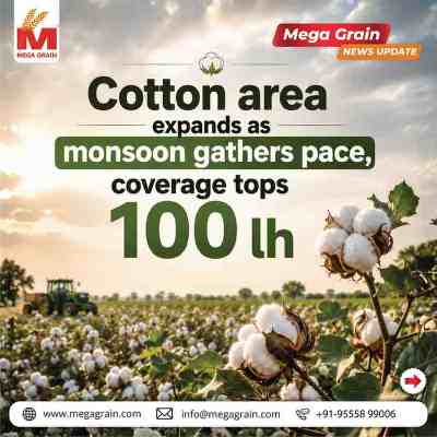Cotton Acreage Crosses 100 Lakh Hectares as Monsoon Boosts Sowing Across India