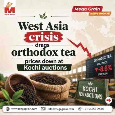 West Asia Crisis Pushes Orthodox Tea Prices Lower at Kochi Auctions