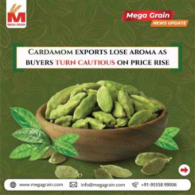Indian Cardamom Exports Slow as Buyers Turn Cautious Amid Rising Prices