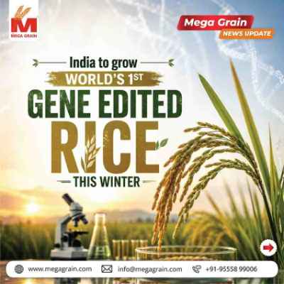 India to Cultivate World's First Gene-Edited Rice in Rabi 2026
