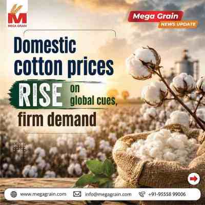 Domestic Cotton Prices Rise on Firm Demand & Tight Supplies