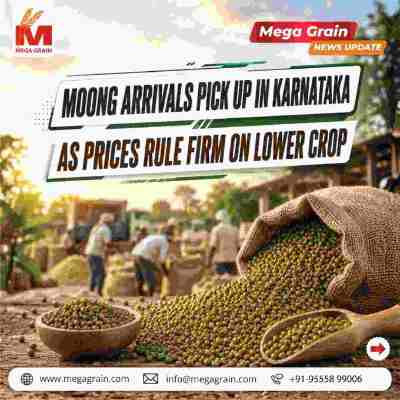 Moong Arrivals Pick Up in Karnataka as Prices Remain Firm
