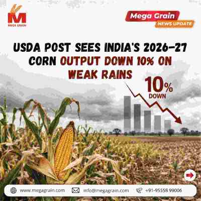 USDA Cuts India&rsquo;s 2026&ndash;27 Corn Production Estimate by 10%
