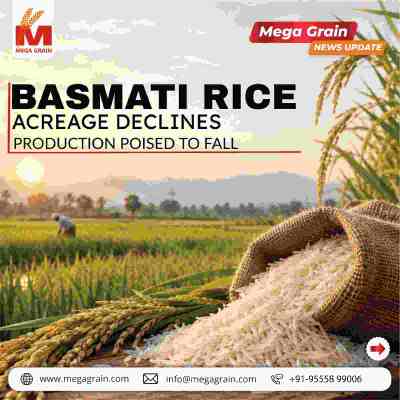 Basmati Rice Acreage Falls Nearly 4% in India