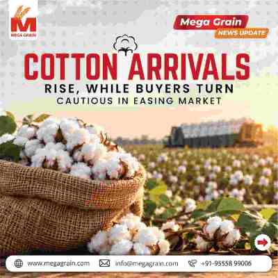 Cotton Arrivals Rise as Buyers Stay Cautious