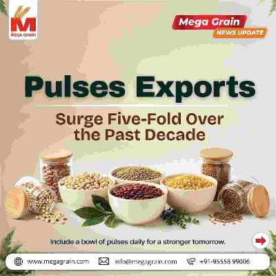 India&rsquo;s Pulses Exports Surge Five-Fold Over the Past Decade