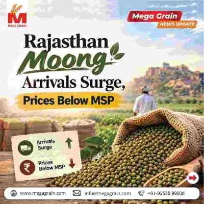 Rajasthan Moong Arrivals Surge as Prices Stay Below MSP